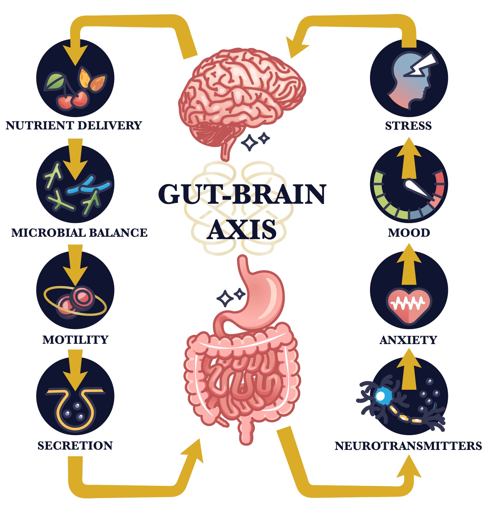 Gut-Brain Axis Diagram